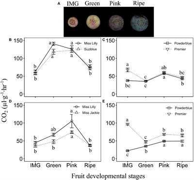 Atypical Climacteric and Functional Ethylene Metabolism and Signaling During Fruit Ripening in Blueberry (Vaccinium sp.)